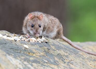 Nueva York busca "zar" con "instinto asesino" para combatir plaga de roedores