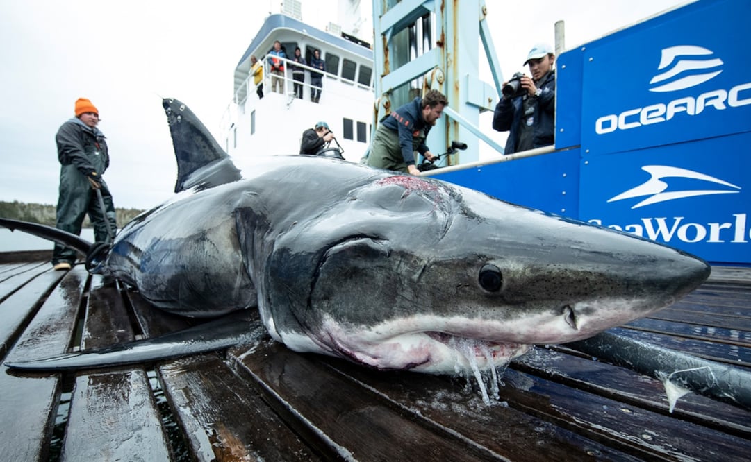 Foto: OCEARCH