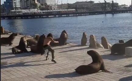 ¿Aquaman eres tú? hombre se vuelve viral en Tiktok al lograr que lobos marinos regresen al mar