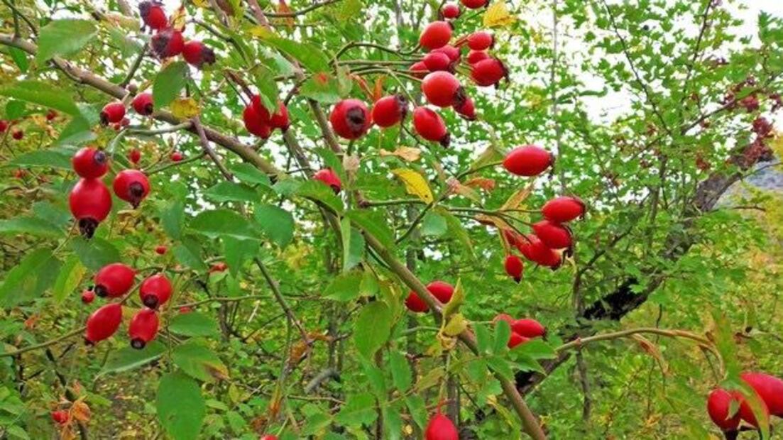 El escaramujo puede ser una valiosa adición a su enfoque integral de bienestar. Fuente: Freepik.