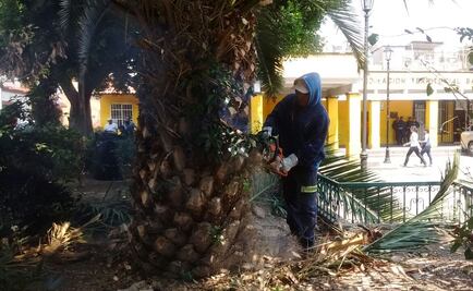 Detienen a 8 en Xochimilco por tala ilegal de 130 árboles