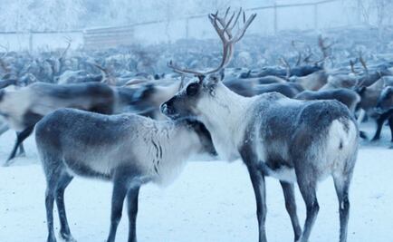 Los renos son cada año más pequeños a causa del calentamiento global