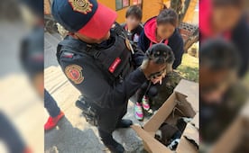 Rescatan a siete cachorros abandonados en una caja de cartón en Álvaro Obregón; buscan darles un hogar