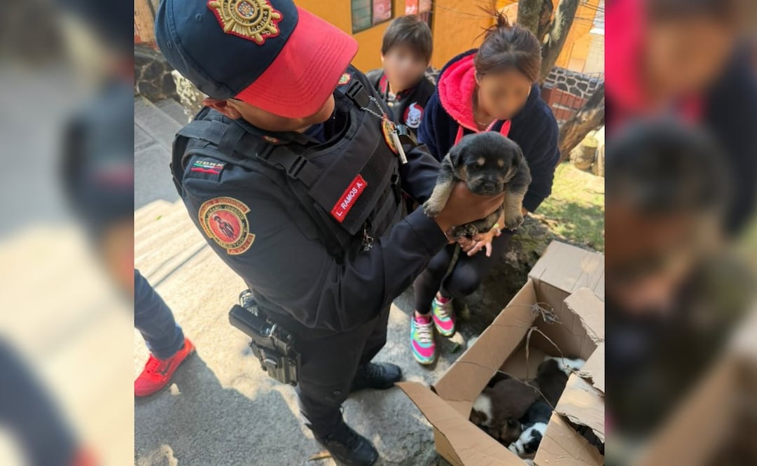 Rescatan a siete cachorros abandonados en Álvaro Obregón; buscarán un hogar para ellos.
Foto: Especial.