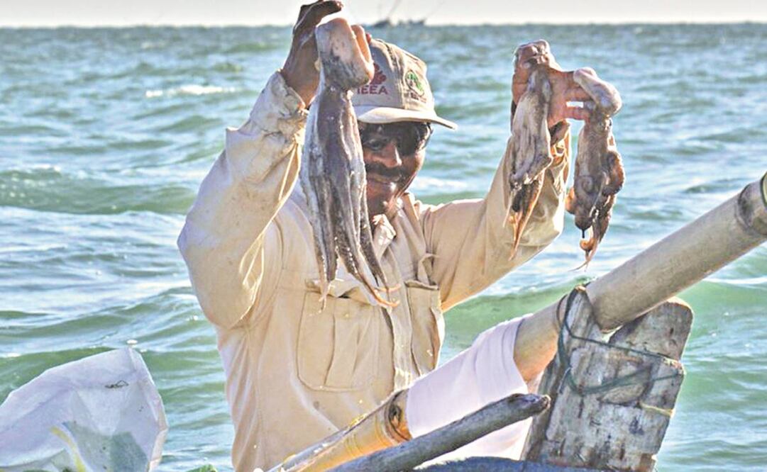 La pesca de pulpo es lo que más les deja ganancia a los pescadores ribereños, pues su comercialización es en dólares. Foto: Yazmín rodríguez. EL UNIVERSAL