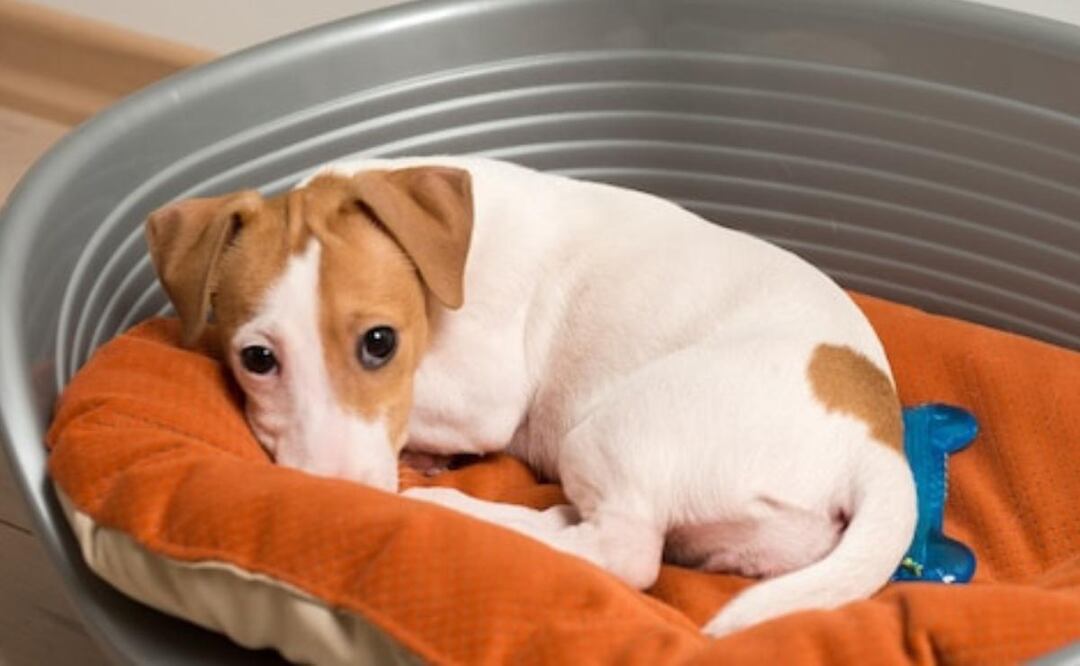 Bulto duro en el cuerpo de un perro. Fuente: Freepik.