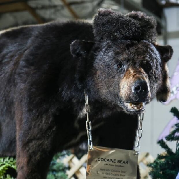 Así es el póster de la película “Cocaine bear” que llega a los cines en febrero