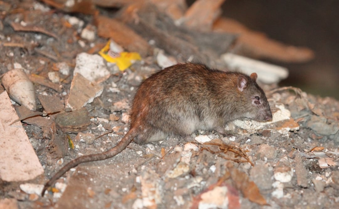 Imagen referencial. (FOTO: Archivo/EL UNIVERSAL)