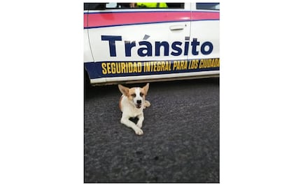 Esme, la perrita que "forma parte" del cuerpo policial en NL