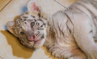 Clausuran "Animalandia Maya" por probable maltrato animal en Playa del Carmen; detienen a 5 personas, entre ellas, el dueño del lugar