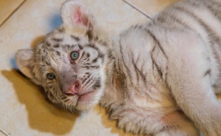 Clausuran "Animalandia Maya" por probable maltrato animal en Playa del Carmen; detienen a 5 personas, entre ellas, el dueño del lugar