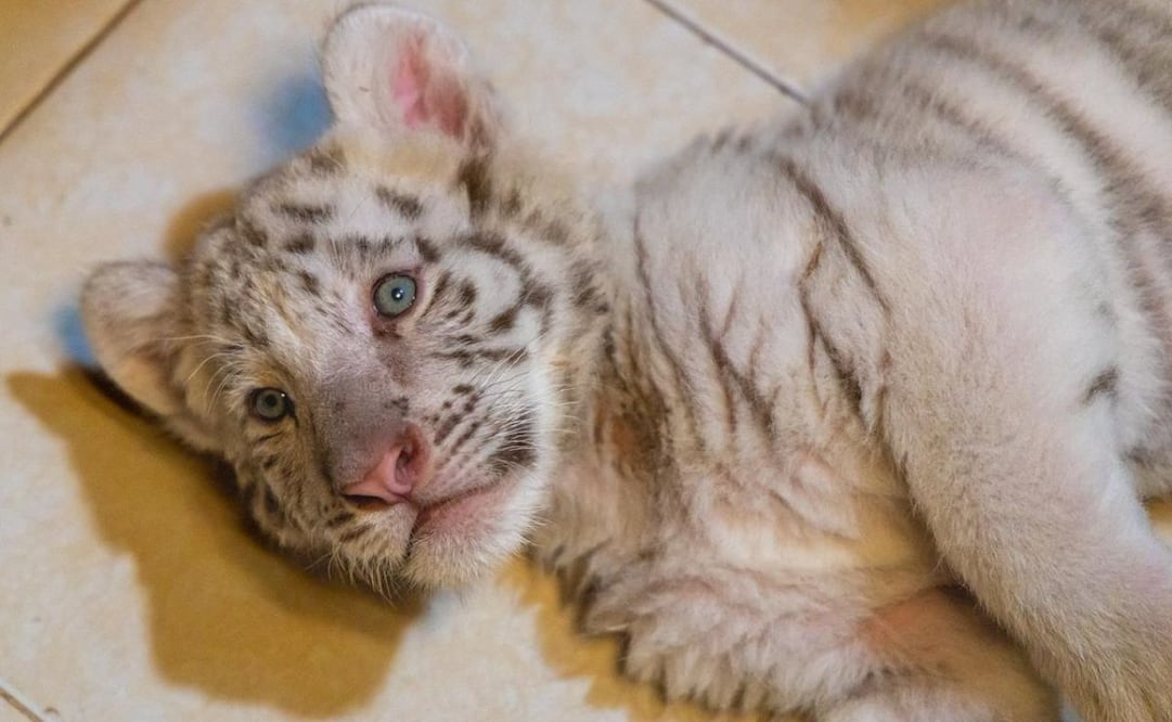 Entre los animales localizados se encuentran dos monos capuchinos, tres monos araña, dos monos ardilla, dos martuchas, así como un tigrillo, un tigre blanco juvenil, un tigre de bengala, un león africano, un cachorro de tigre blanco, un cachorro de jaguar negro y un mono tití orejas de algodón. | Foto: Especial.