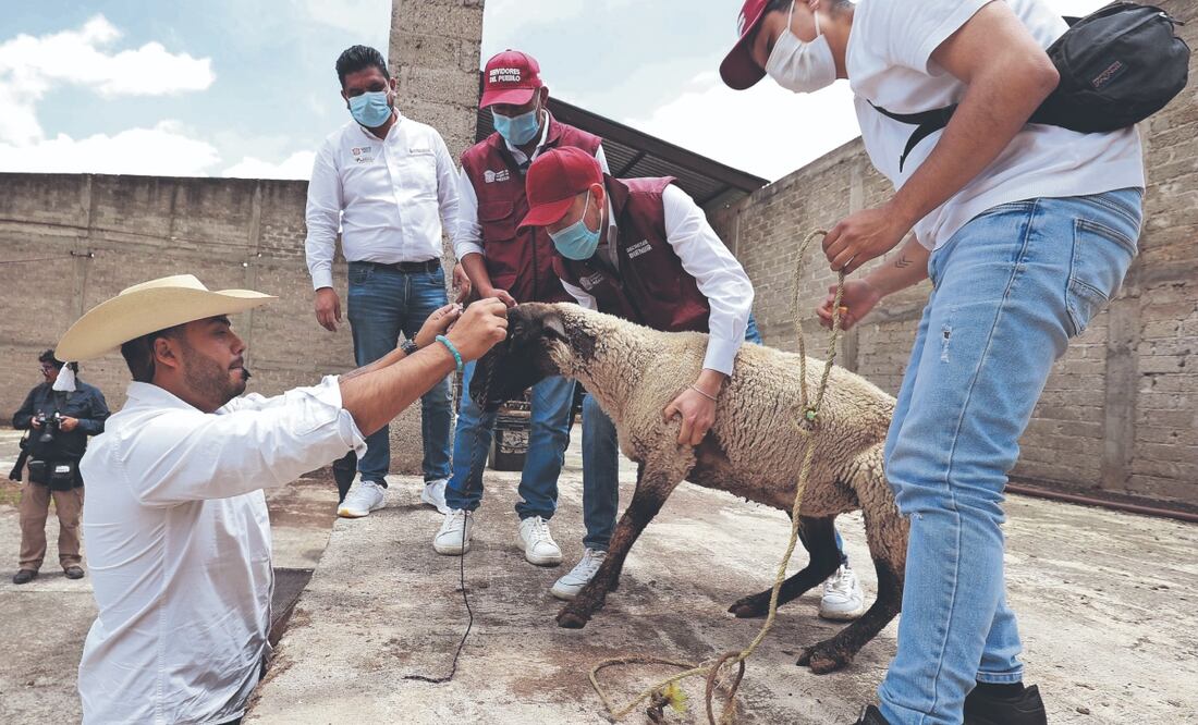 Bajo el brazo, habitantes de Tejupilco y una parte de Texcaltitlán se llevaron los animales que dieron autoridades. FOTO: ALEJANDRO VARGAS. EL UNIVERSAL