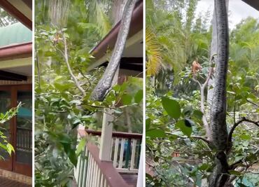 VIDEO: Pitón de 5 metros saca fuerte susto a familia en Australia
