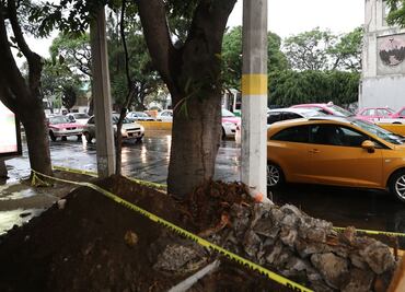 Se repondrán árboles talados por L7 de Metrobús: Mancera