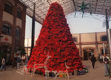 ¿Sabes cuál es la rosa de la Navidad y por qué nació sobre la Nieve?, flores navideñas que no sabías que existían