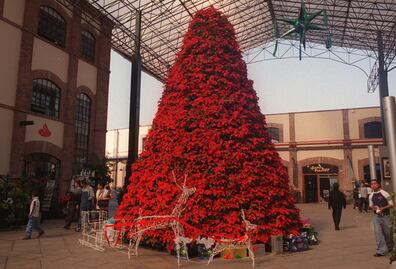 ¿Sabes cuál es la rosa de la Navidad y por qué nació sobre la Nieve?, flores navideñas que no sabías que existían