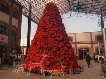 ¿Sabes cuál es la rosa de la Navidad y por qué nació sobre la Nieve?, flores navideñas que no sabías que existían