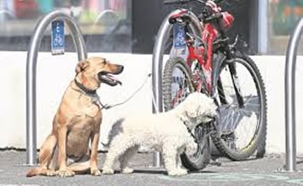 Atraviesan a perrito con flecha en Culiacán, Sinaloa