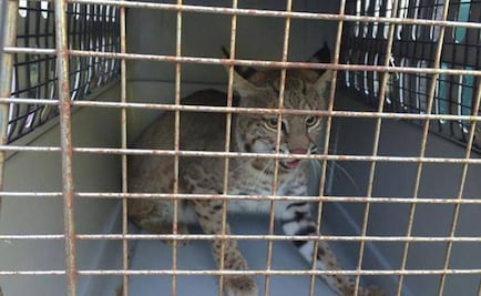 Liberan tres ejemplares de gato montés en Tamaulipas