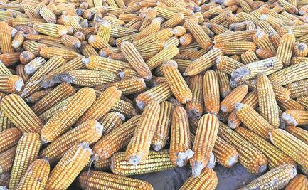 ¿Maíz para los mexicanos? Los riesgos de incumplir el T-MEC 