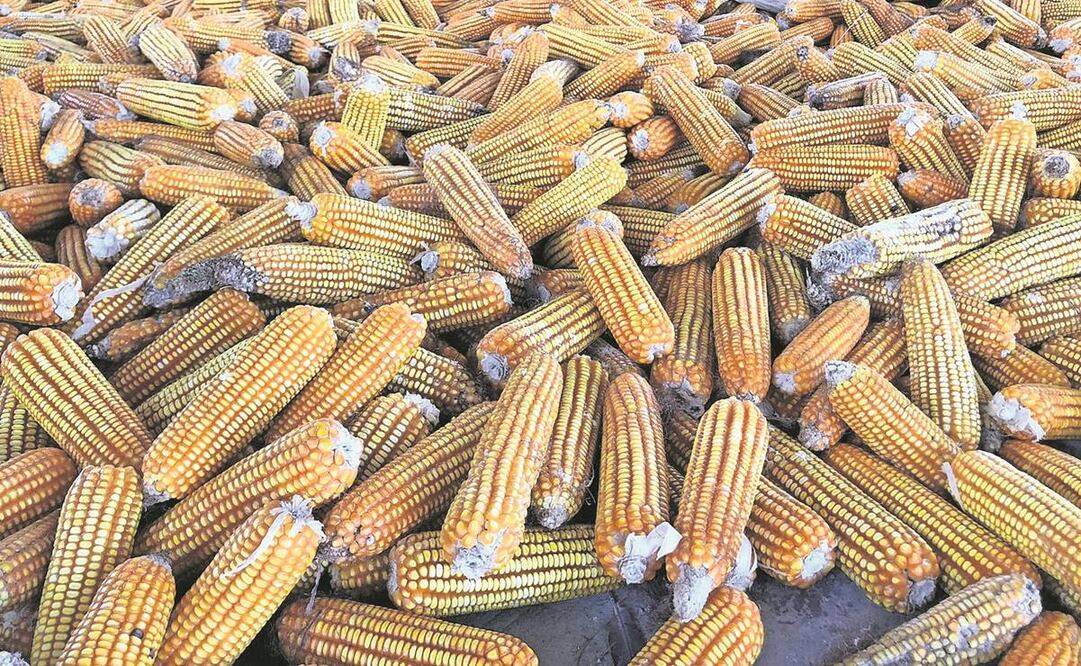 ¿Maíz para los mexicanos? Los riesgos de incumplir el T-MEC