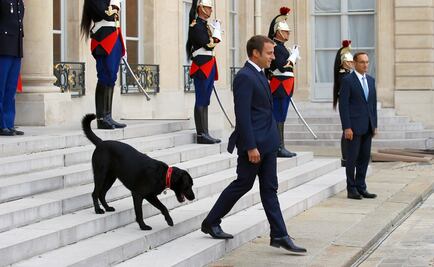 Perro de Macron interrumpe reunión oficial y se orina frente a ministros
