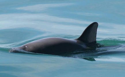 Acuerdan 182 países salvar con México a la vaquita marina