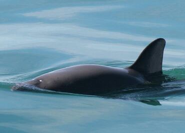 Acuerdan 182 países salvar con México a la vaquita marina