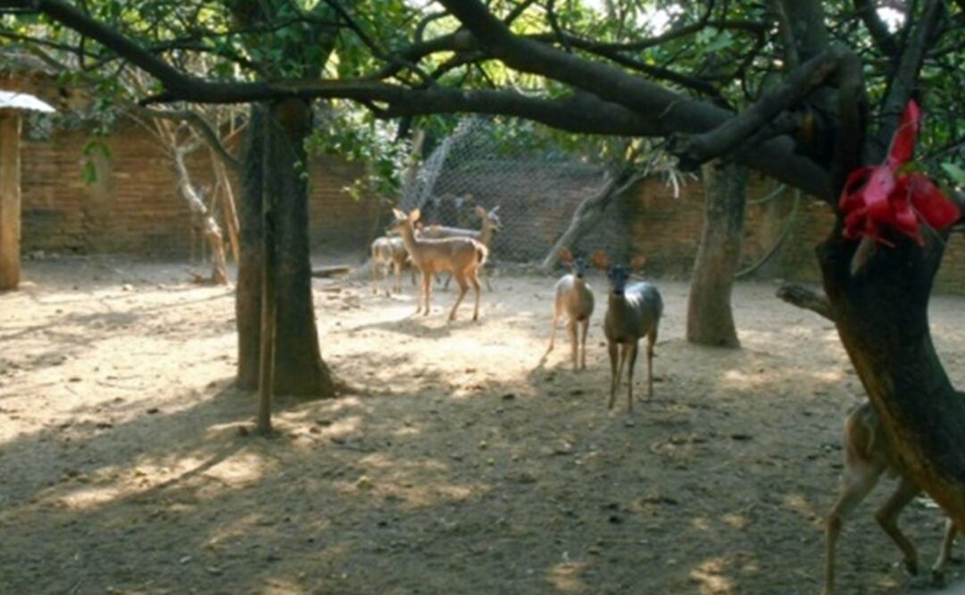 Tomada de @PROFEPA_Mx