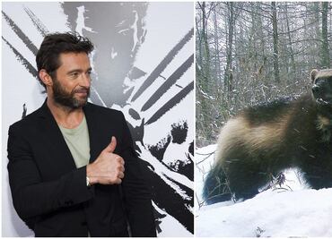 Hugh Jackman no sabía en qué animal se inspira Lobezno de "X-Men"