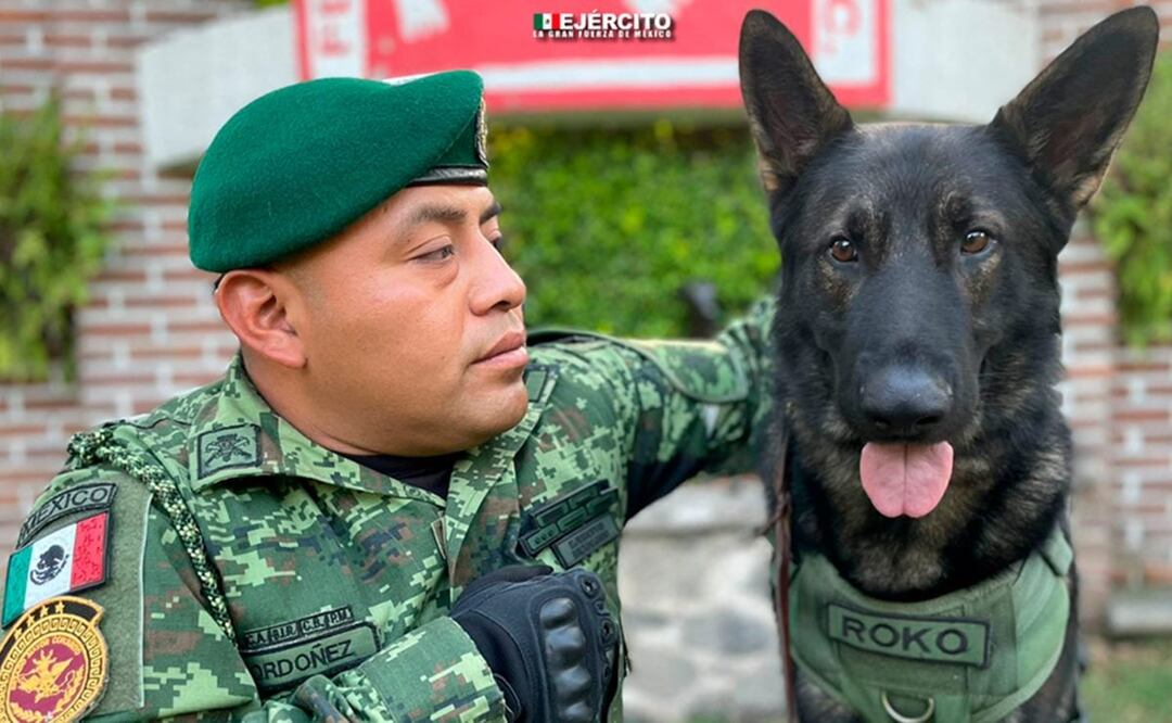Roko, uno de los perros rescatistas de la Sedena fue reconocido por la Fundación Canófila Mexicana. / Foto: Twitter Sedena. 