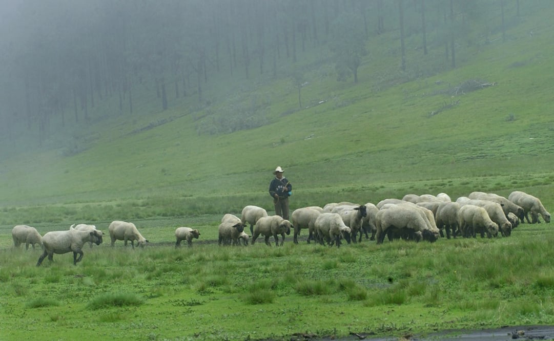 Constatan muerte de borregos atacados por un felino en Guasave