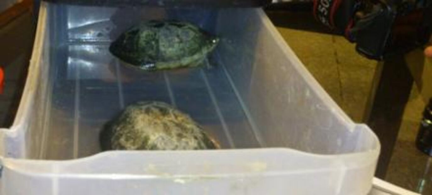 Detienen a sujeto por posesión ilegal de 315 ejemplares de fauna silvestre