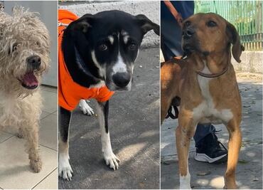 ¡Adopta un lomito! Peregrinos abandonan a sus mascotas durante festejos de la Virgen en la Basílica