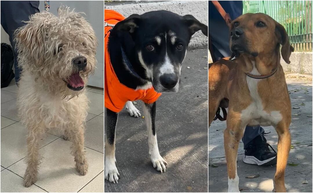 Solicitud de Adopción de Perritos Peregrinos. Foto: Especial