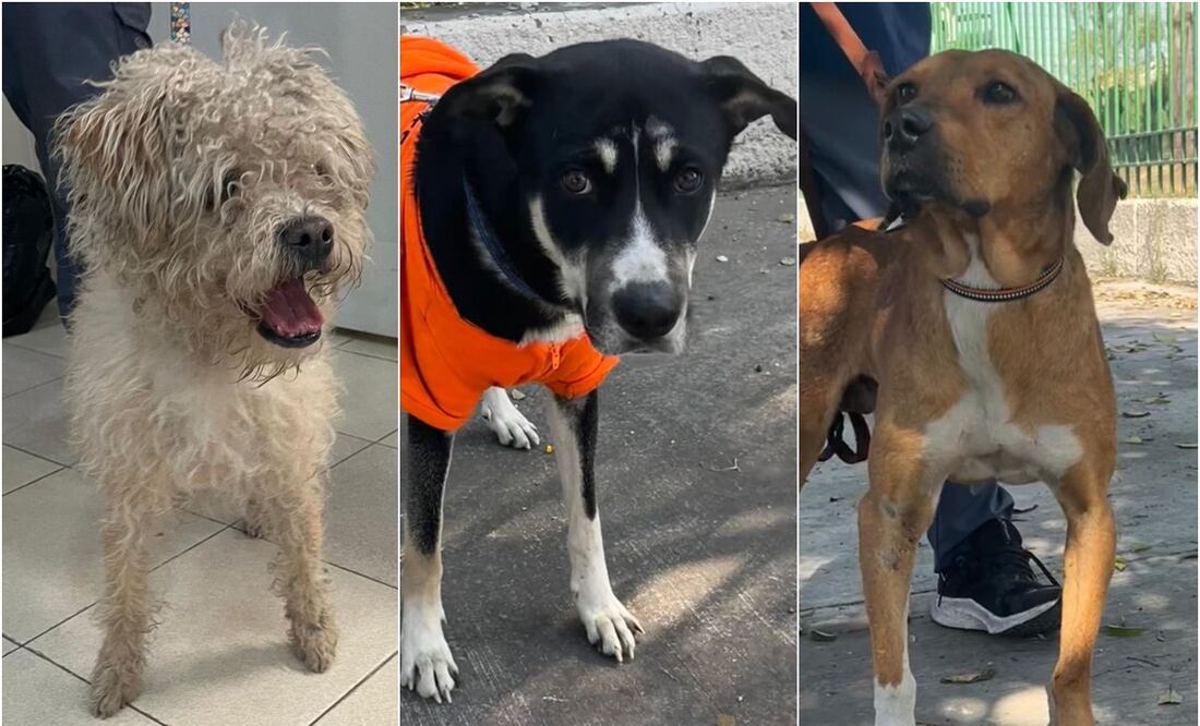 Solicitud de Adopción de Perritos Peregrinos. Foto: Especial