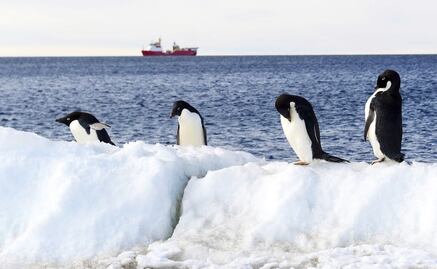 Crean la mayor reserva marina natural en la Antártida