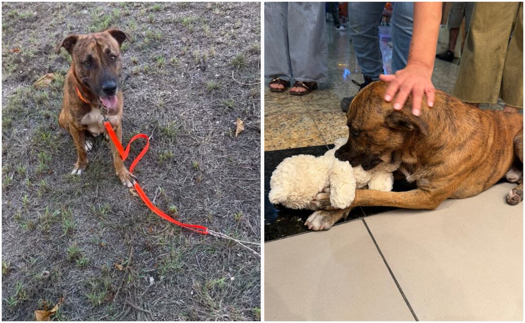 Gracias a la ola de cariño recibida en redes sociales, "Thor" ya tiene un hogar y una familia llena de amor. Foto: Instagram @thor.con.sus.hermanos