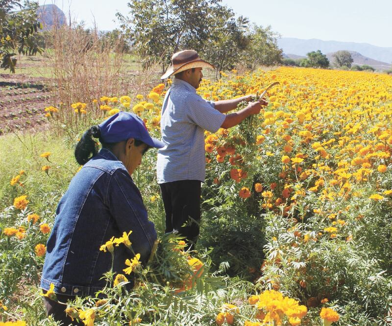 Protección. Las mujeres en el campo suelen ser agredidas, indicaron autoridades federales. Foto/ARCHIVO EL UNIVERSAL