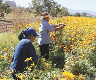 Van contra violencia de género en campo
