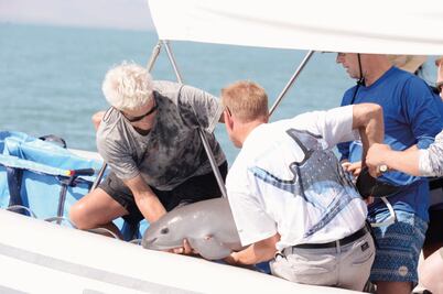 Hallan cría de vaquita marina y la liberan