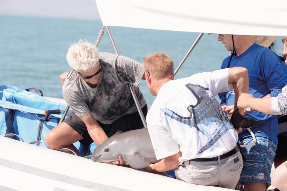 El titular de la Semarnat, Rafael Pacchiano, dio a conocer el avistamiento de varios ejemplares en la zona de protección en el Alto Golfo de California (EFE)