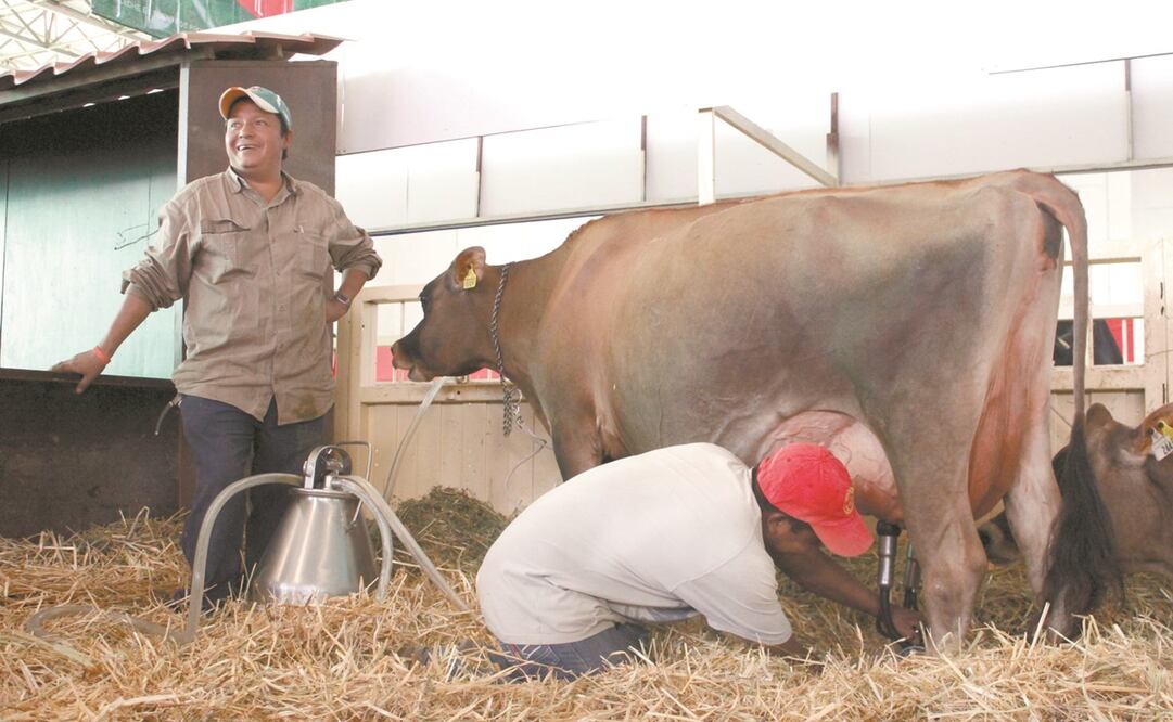 La producción de leche no ha dejado de disminuir desde que inició este gobierno. Foto: Archivo/ EL UNIVERSAL.