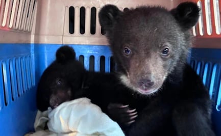 Rescatan a cachorros de oso vendidos a través de Facebook en Laos; arrestan al responsable