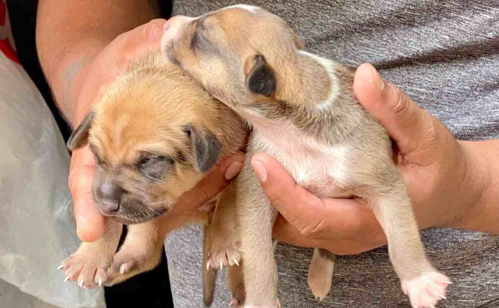 Jaime anunció que los pondrá en adopción y si no tiene éxito, buscará que le presten un lugar para ponerlos a salvo y llevarles de comer. Foto: Especial