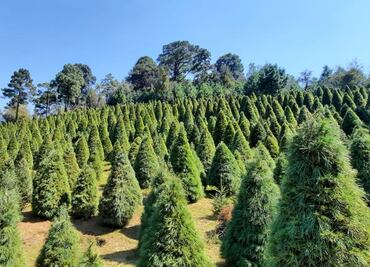 A la venta, más de medio millón de pinos de Navidad de origen mexicano