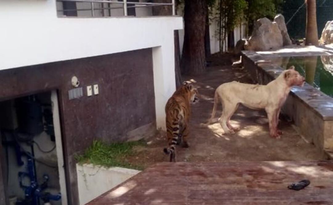 El hombre atacado poseía a una leona, un tigre y un león como mascotas (ESPECIALES)