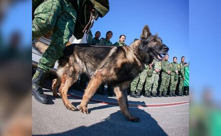 “Timba”, “Rex”, “Barato” y otros lomitos son reconocidos en el Senado tras salvar vidas en Turquía