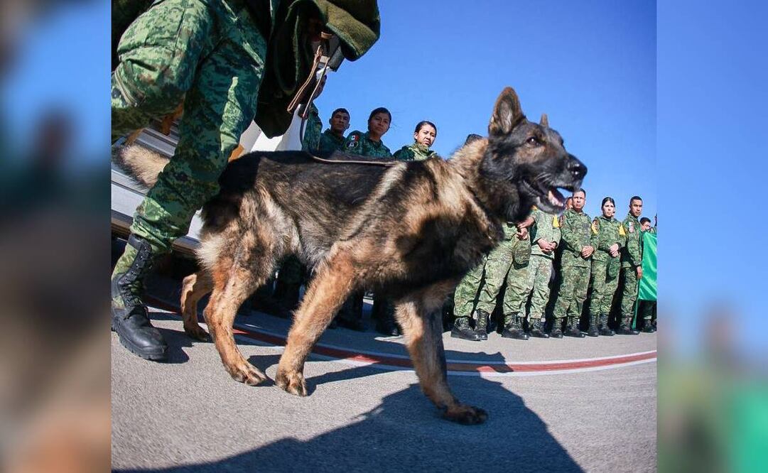 Proteo, el lomito de la Sedena que participó en labores de rescate y murió en Turquía. Foto: AFP